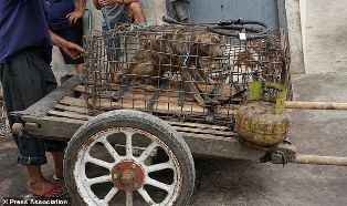 Jokowi Didesak Selebritas Dunia Stop Perdagangan Daging Anjing dan Kucing